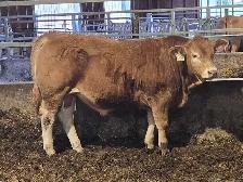 Yearling  Limousin Bulls - Photo 2