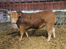 Yearling  Limousin Bulls - Photo 3