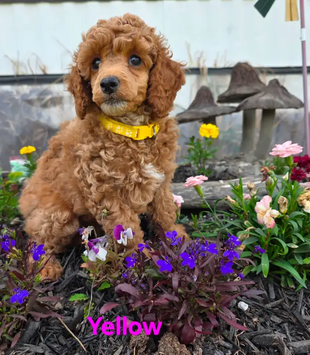 Incredible Female Red Miniature Poodles