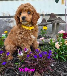 Incredible Female Red Miniature Poodles