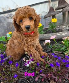Incredible Female Red Miniature Poodles - Photo 2