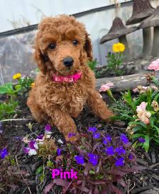 Incredible Female Red Miniature Poodles - Photo 3