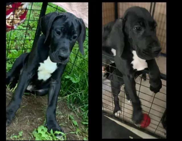 Purebred Great Dane Puppies Available - Great Price!