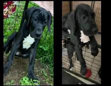 Purebred Great Dane Puppies Available - Great Price!