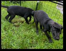 Purebred Great Dane Puppies Available - Great Price! - Photo 2