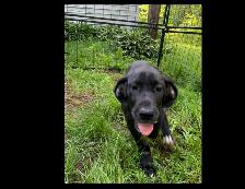 Purebred Great Dane Puppies Available - Great Price! - Photo 3