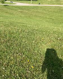 lawn mowing - Photo 6