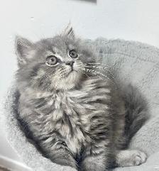 Chatons Himalayen-Persan - Photo 7