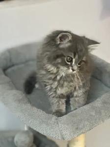 Chatons Himalayen-Persan - Photo 8