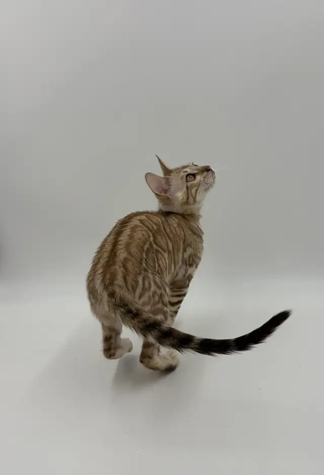 TICA Registered Bengal Kittens