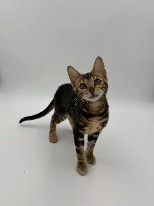 TICA Registered Bengal Kittens - Photo 4