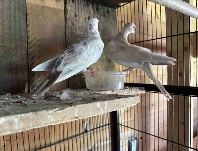 Beautiful coloured Doves three months old babies, beautiful