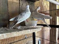 Beautiful coloured Doves three months old babies, beautiful