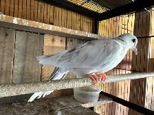 Beautiful coloured Doves three months old babies, beautiful - Photo 2