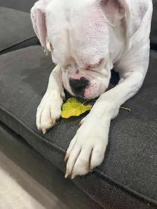 boxer puppy - Photo 2