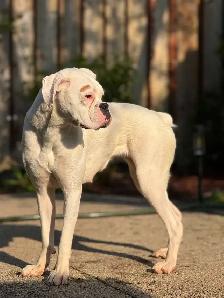 boxer puppy - Photo 3