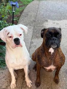 boxer puppy - Photo 4