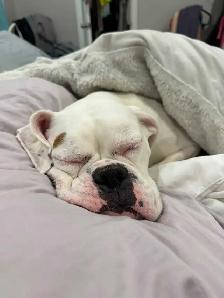 boxer puppy - Photo 5
