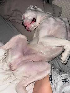 boxer puppy - Photo 6