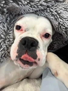 boxer puppy - Photo 7