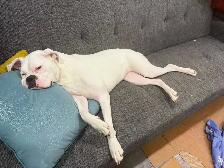 boxer puppy - Photo 9