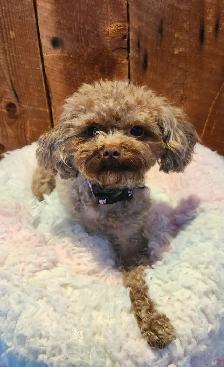 Chienne 3 pattes, 5 livres, adulte, opérée - Photo 2