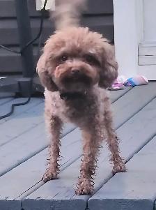 Chienne 3 pattes, 5 livres, adulte, opérée - Photo 3