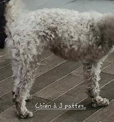 Chienne 3 pattes, 5 livres, adulte, opérée - Photo 4