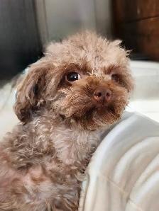 Chienne 3 pattes, 5 livres, adulte, opérée - Photo 6