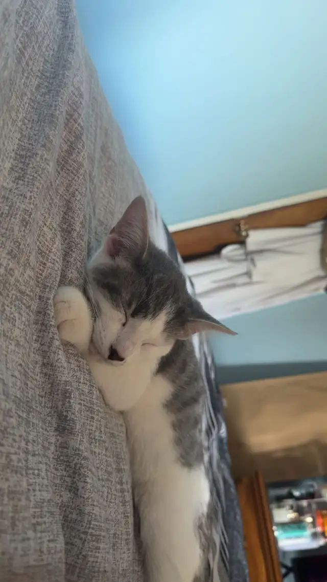 kitten for rehoming