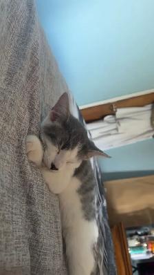 kitten for rehoming