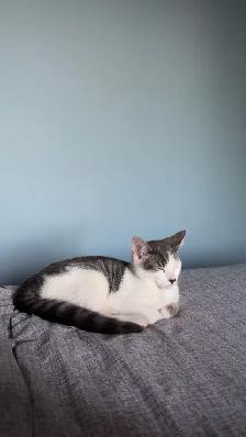 kitten for rehoming - Photo 2