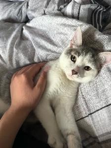 kitten for rehoming - Photo 3