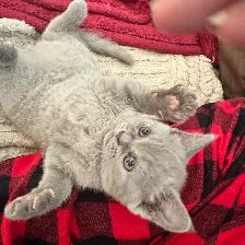 Scottish fold Siamese lilac girl - Photo 2