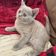 Scottish fold Siamese lilac girl - Photo 4