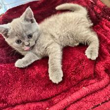 Scottish fold Siamese lilac girl - Photo 5