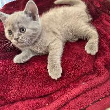 Scottish fold Siamese lilac girl - Photo 6