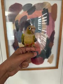 Baby Pineapple Conure