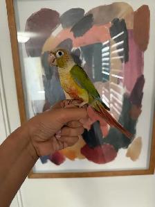 Baby Pineapple Conure - Photo 2