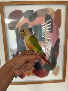 Baby Pineapple Conure - Photo 3