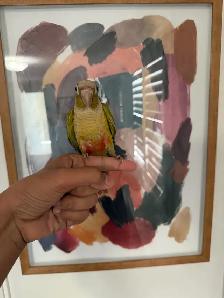 Baby Pineapple Conure - Photo 4