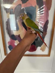 Baby Pineapple Conure - Photo 5