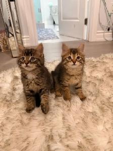 ❤️Siberian x Bengal kittens -647-317-3197 - Photo 3
