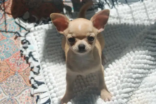 chihuahuas prêts pour l adoption