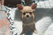 chihuahuas prêts pour l adoption