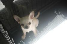 chihuahuas prêts pour l adoption - Photo 2
