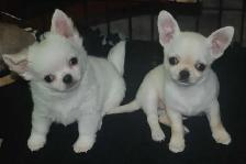 chihuahuas prêts pour l adoption - Photo 3