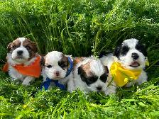 Bichon Shih Tzu Puppies - Photo 2