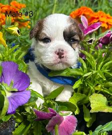 Bichon Shih Tzu Puppies - Photo 3