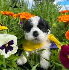 Bichon Shih Tzu Puppies - Photo 5